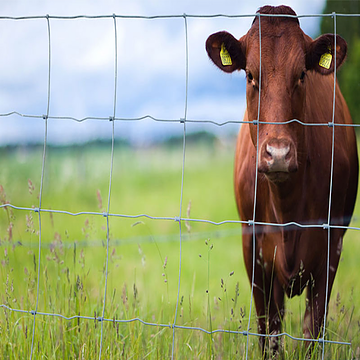  How to install cattle fence