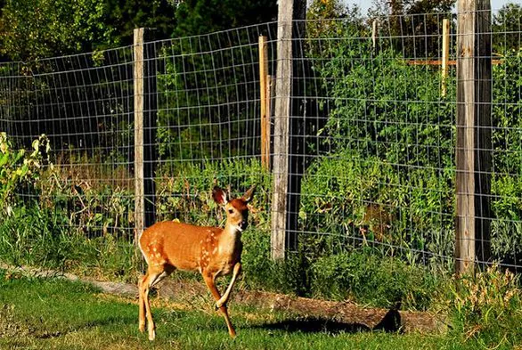  HOW TO EFFECTIVE DEER FENCES?