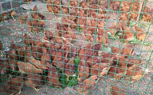 How much is the price of a chicken fence?