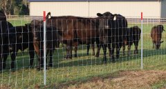 What are the advantages of galvanized cattle fence
