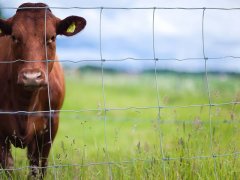 Characteristics of the cattle fence