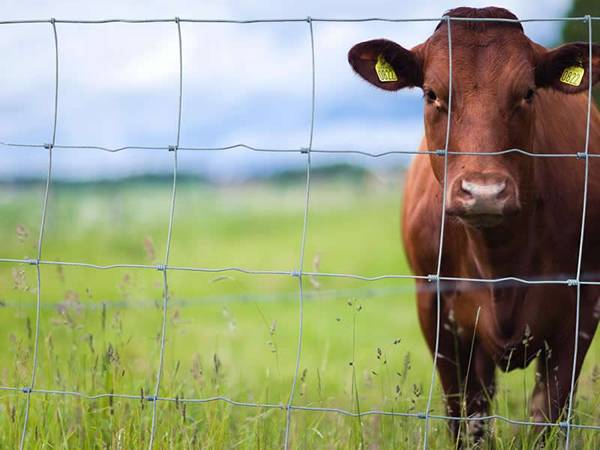 The characteristics and application of the farm fence