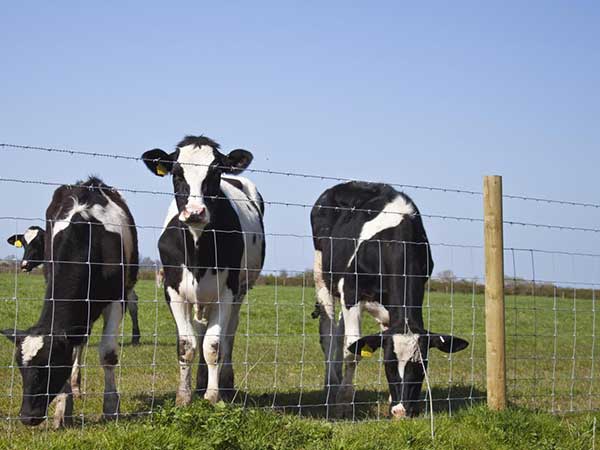 Economic price field fence for farm