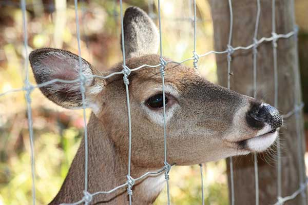 What is the best deer fencing?