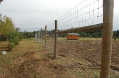 Galvanized Fixed Knot Deer Fence