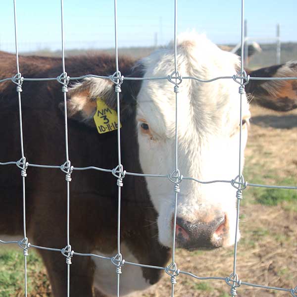 The fixed knot deer fence