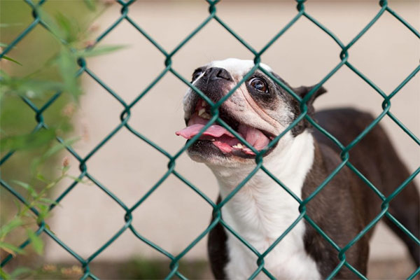 Chain link fence for pets