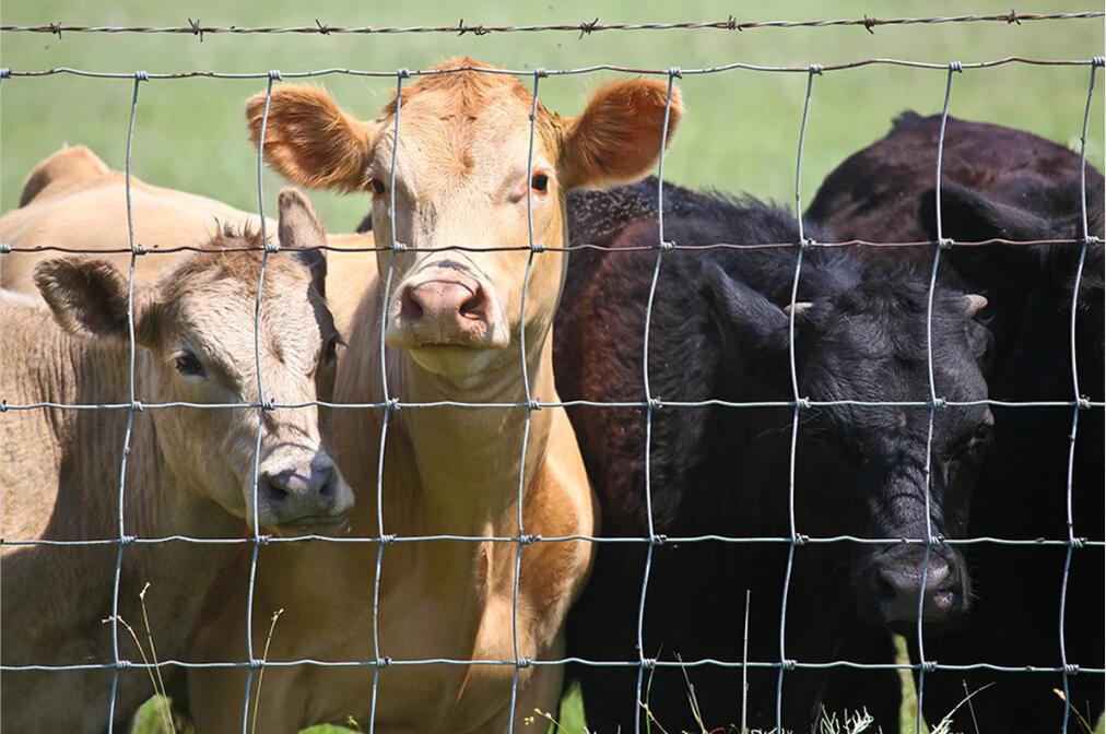 Cattle fence simple structure, easy maintenance