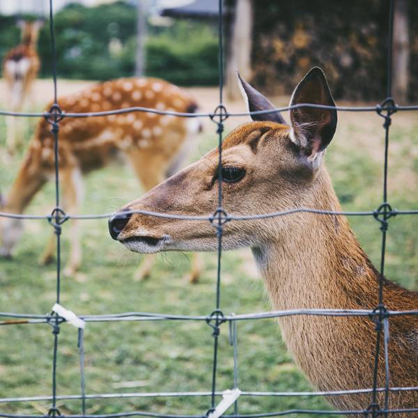 Farm Fence Solutions