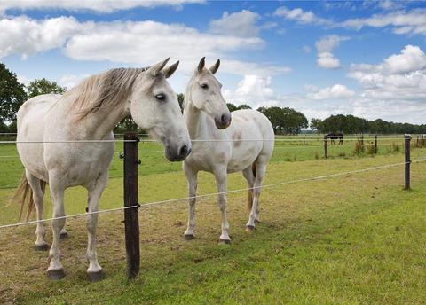 How to build Electric Fence for Horses / Equine on your farm