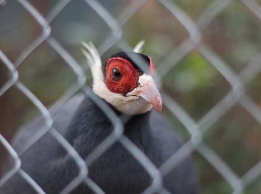 The common connection methods of the frame and the chain link fence are as follows