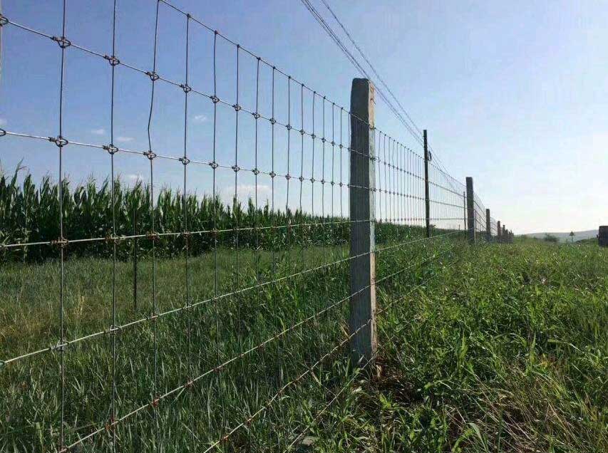 Supplier of the fixed knot fence