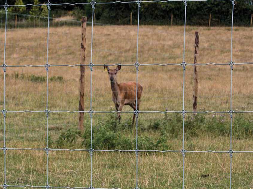 The Rugged Choice: Learn about the High Quality of HINGE KNOT FIELD FENCE